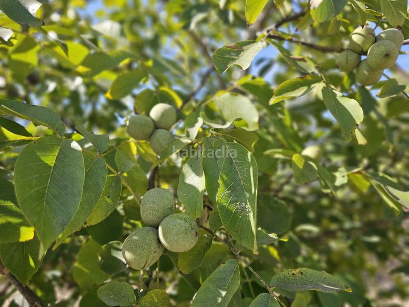 Foto 92af20d6-d01e-4ff6-ad59-b35d80578e3e. Finca rústica a Gandesa