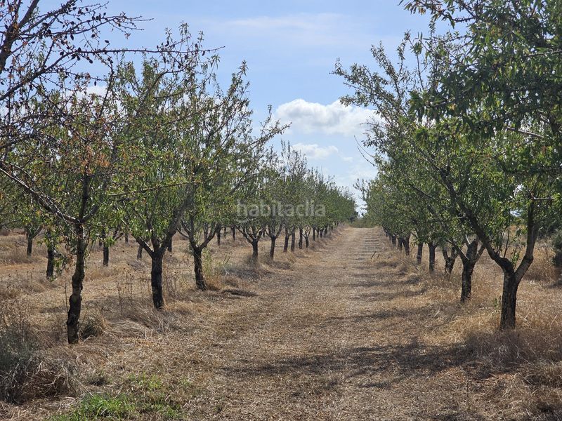 Foto 9c98a852-5b8b-435b-8463-09afd03620a1. Finca rústica a Gandesa