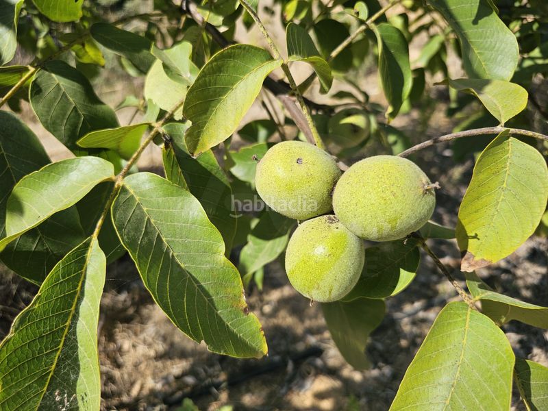 Foto a8380932-5918-4239-bf2c-5ca85c400853. Finca rústica a Gandesa