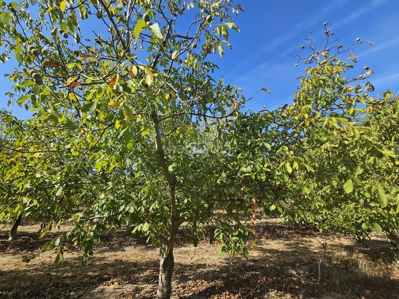 Foto a8daf075-fbcd-48c1-b633-d55a54a85481. Finca rústica a Gandesa