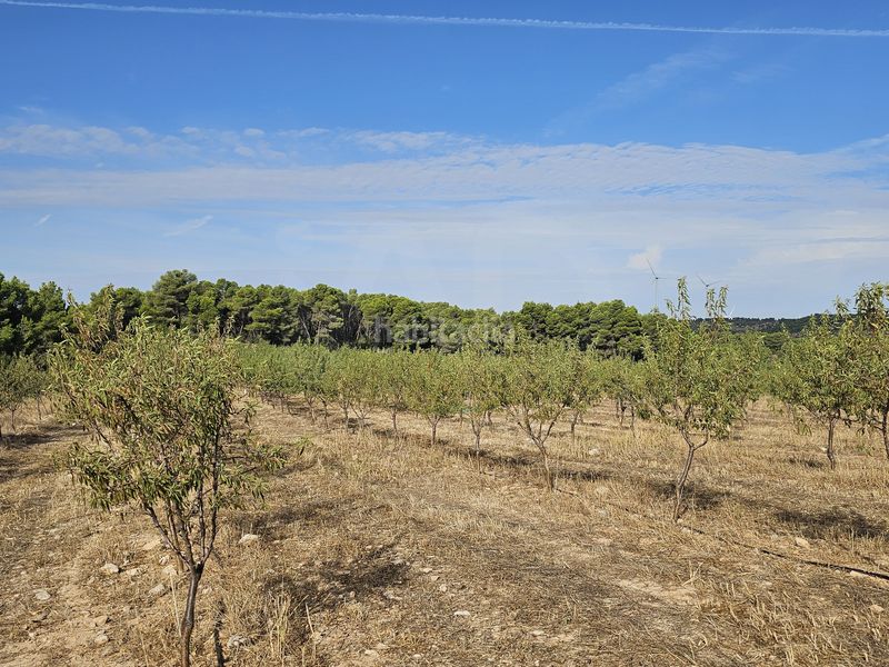 Foto aade86c3-da89-4126-ac26-7915bf2c6cf6. Finca rústica a Gandesa