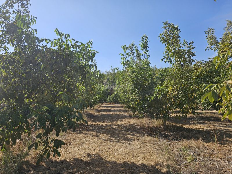 Foto d62def7f-1435-4145-b4e7-e265d1c62425. Finca rústica a Gandesa