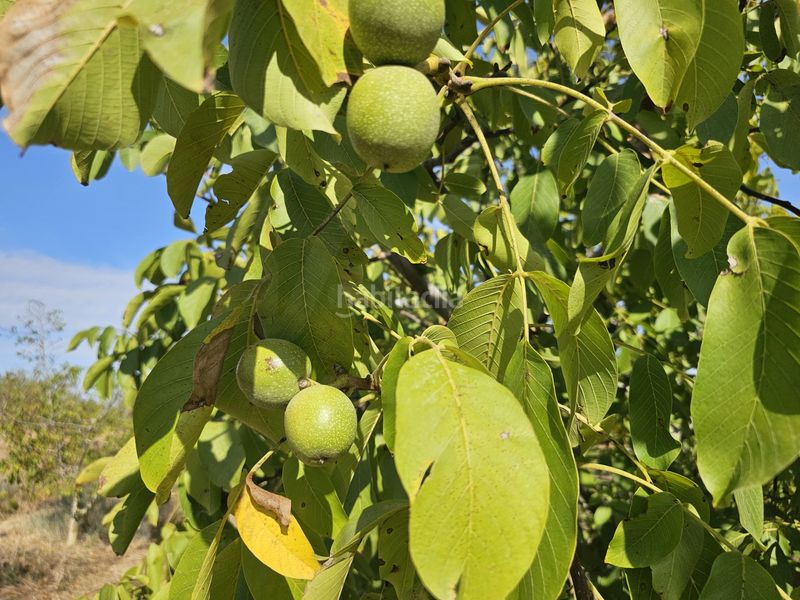 Foto d92d66f0-6bbc-4355-9251-58e227bc2e70. Finca rústica a Gandesa