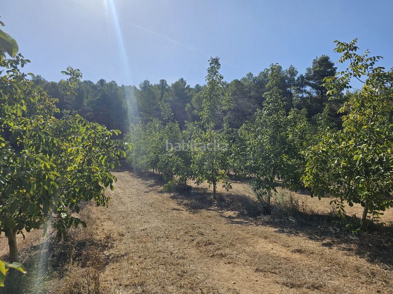 Foto e813d3aa-f29f-4f98-ac24-fef8617fe8ec. Finca rústica a Gandesa