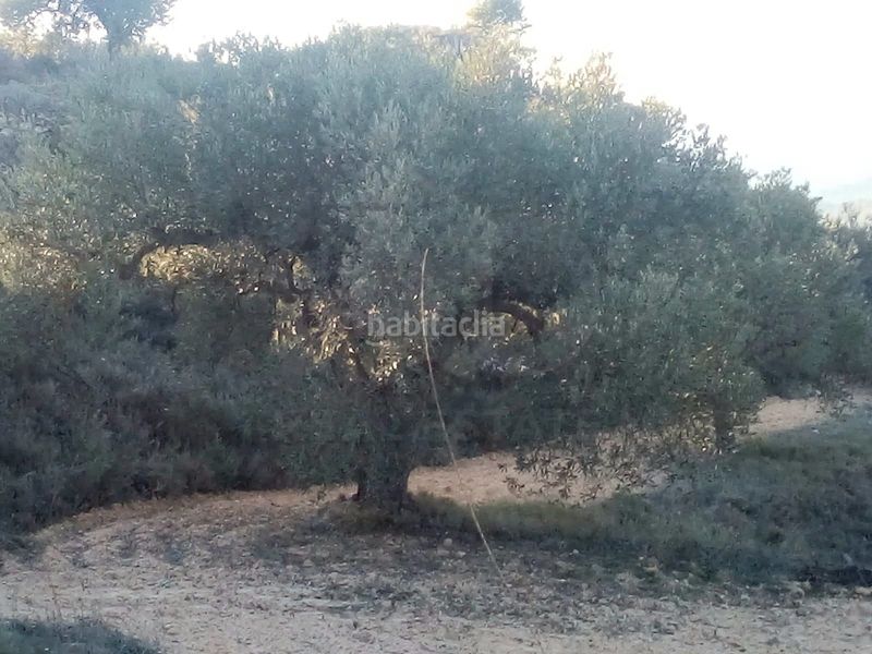 Foto 439da71d-04d7-427a-9df5-ca2b4984aaad. Finca rústica a Riba-roja d´Ebre