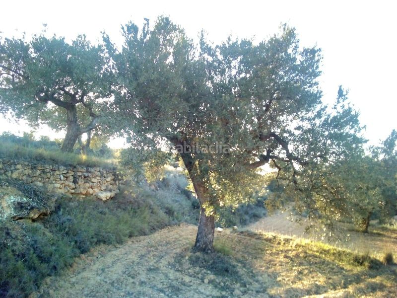 Foto 5e083c78-003a-455b-895d-50aed0b75aa8. Finca rústica a Riba-roja d´Ebre