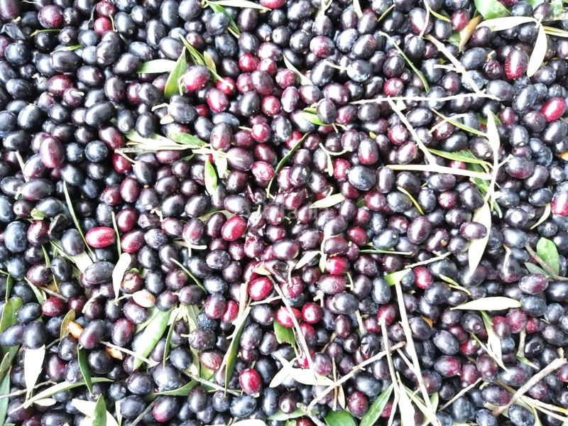 Foto 7bd659b2-4f6c-48f0-b4a3-1d3d01ea53ed. Finca rústica a Riba-roja d´Ebre