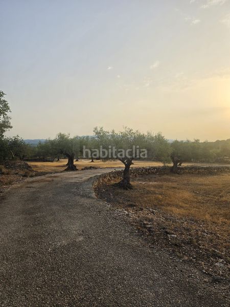Foto b94ba369-a684-47ba-b57e-b0f3f4f470f5. Terreny residencial a Perelló (El)