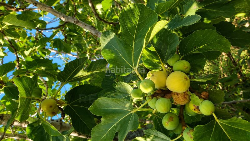 Foto 0589e2b7-2428-4240-a0f0-6790e4e24256. Finca rústica a Navahermosa