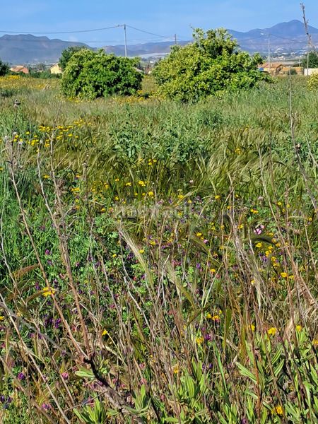 Foto bd8d424f-d7a8-4ae5-86e3-aa78ab85e34f. Finca rústica a Purias Lorca