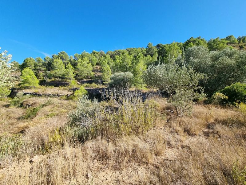Foto 5e12cdd2-b951-4da2-8b4e-ffb9fde3ff20. Terreno residencial en poligono 7 parcela 274 en Gandesa