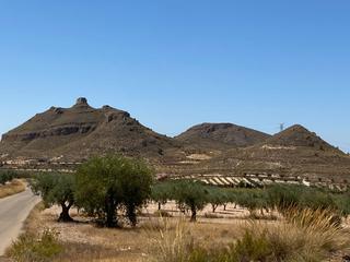 Rural plot in Jumilla. Finca rústica en jumilla