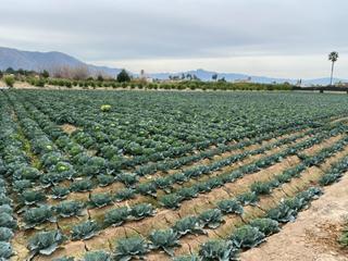 Terreno residencial en El Raal