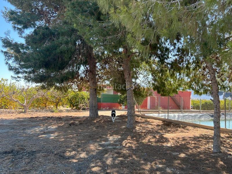 Foto 120affc5-7226-4d87-b156-8fc3e4a2cfef. Rural plot in Albatera