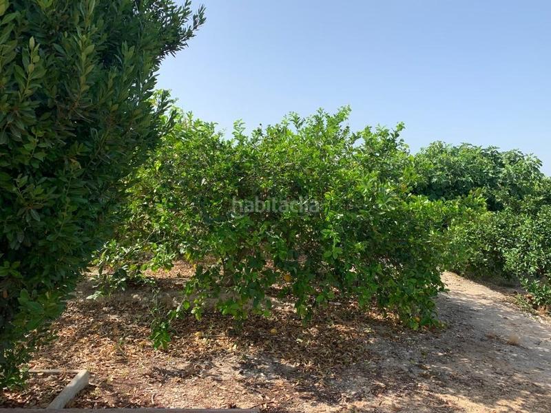 Foto 4e449da3-fb21-4f76-a8cf-03eae4fba73a. Rural plot in Albatera