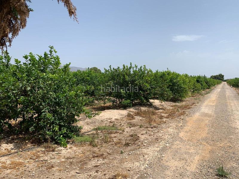 Foto eb82132c-461b-4f29-bfc5-d9f3c5c860c8. Rural plot in Albatera