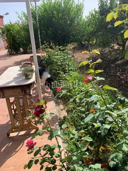 Foto f65ca279-b88c-4c0d-bb96-86e37790a9d4. Rural plot in Albatera