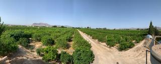 Finca rústica a Albatera. Finca rustica de cultivo limon