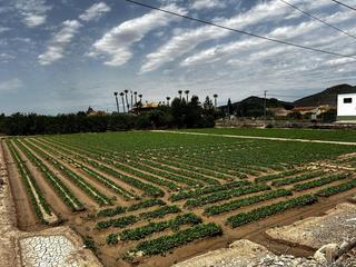 Terrain résidentiel à El Esparragal