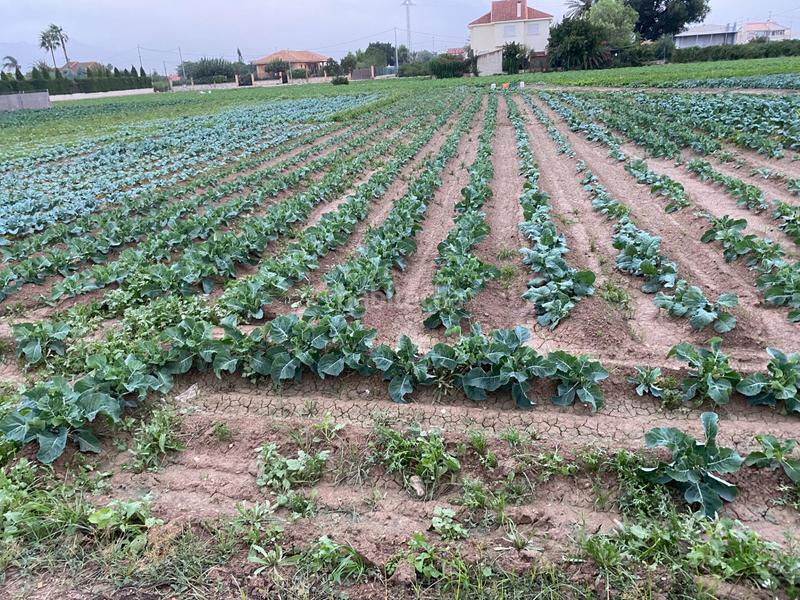 Foto b4bb3361-e4f7-41cc-80c4-4f2dcd665210. Residential plot in Santa Cruz Murcia