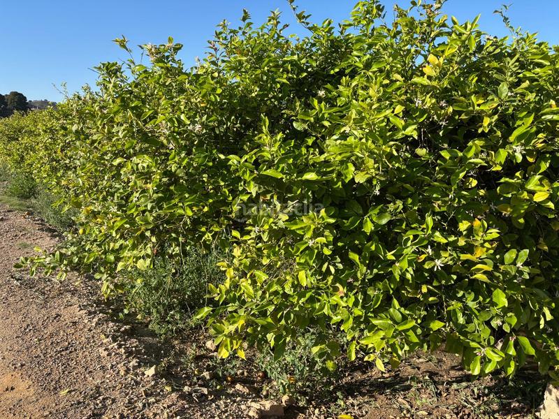 Foto 2726c6a3-5fde-4cae-ab20-b03c8f07e8a3. Landgut in Monteagudo Murcia