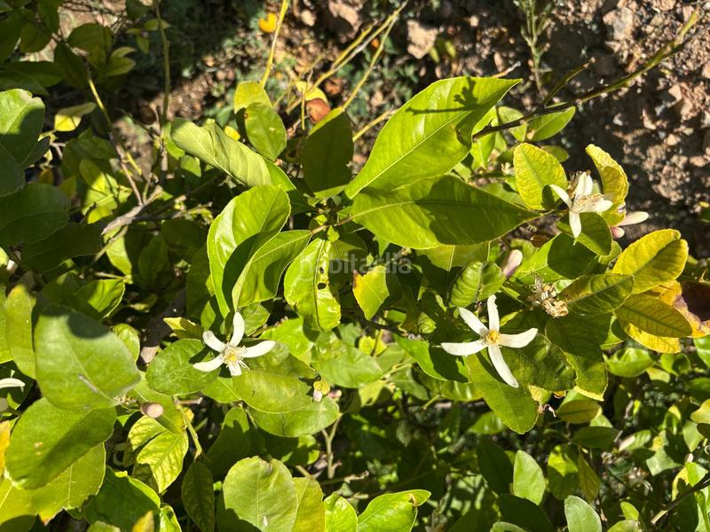 Foto 5075dcc6-24e0-4811-8fe6-031db54b2b33. Landgut in Monteagudo Murcia