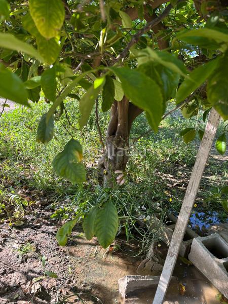 Foto 5a89985b-3201-4afe-9bd1-debc7a16a89b. Landgut in Monteagudo Murcia