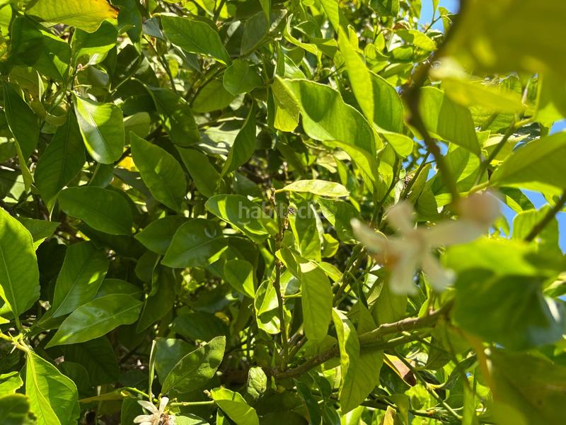 Foto 62a0ec81-367b-42ce-8344-56a006fe0987. Landgut in Monteagudo Murcia