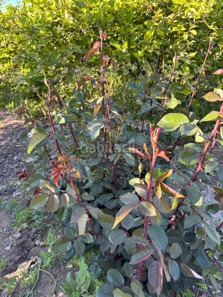 Foto c30772f4-8be0-4fde-a67c-fe83603eec87. Landgut in Monteagudo Murcia