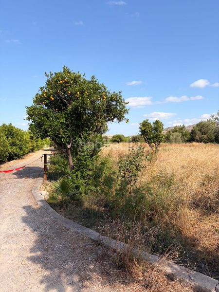 Foto d1ae9686-eebb-451b-9011-efe797c55cee. Finca rústica a Santa Cruz Murcia