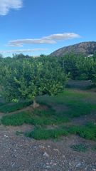 Finca rústica a Los Ramos