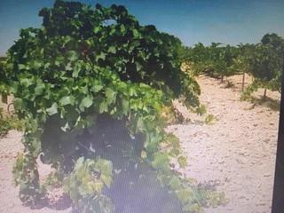 Residential Plot  Poligono 14