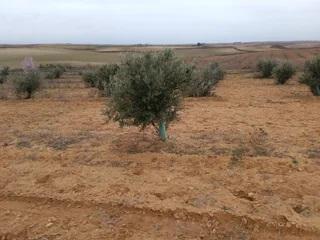 Residential Plot  Poligono 004