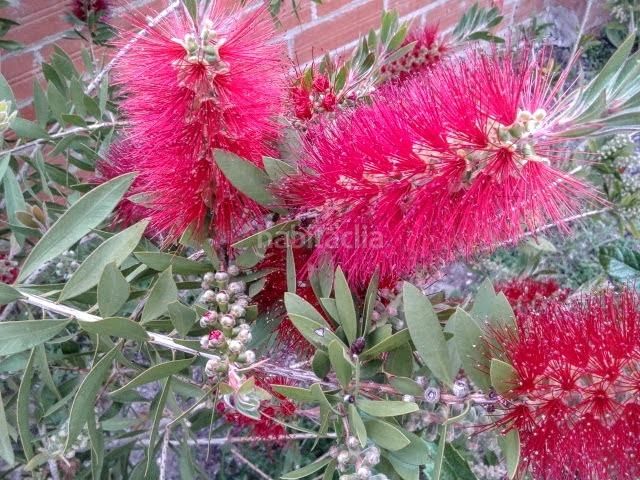 Foto 627f845e-d7e6-4e02-afb5-cbd3c7bb1c3a. Casa a Vilajuïga