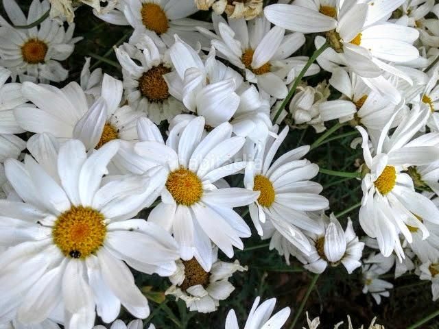 Foto c8da2d10-88b0-42db-a0e2-f60ddf639c9c. Casa a Vilajuïga