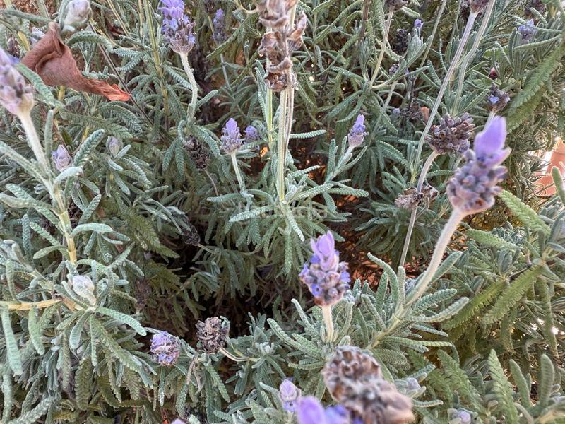 Foto 7a89adad-3c3e-4cc3-9018-9d85da692c9e. Casa amb calefacció a La Font d´en Fargues Barcelona