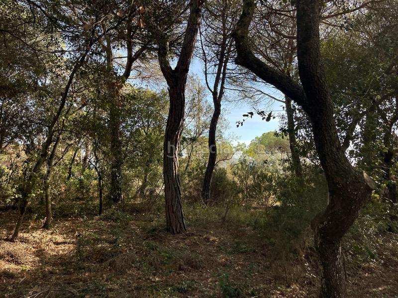 Foto 1dc492b3-1e5d-44f4-ab78-54ef1ef4d131. Terreny residencial a avenida maresme 44 a Argentona est Argentona