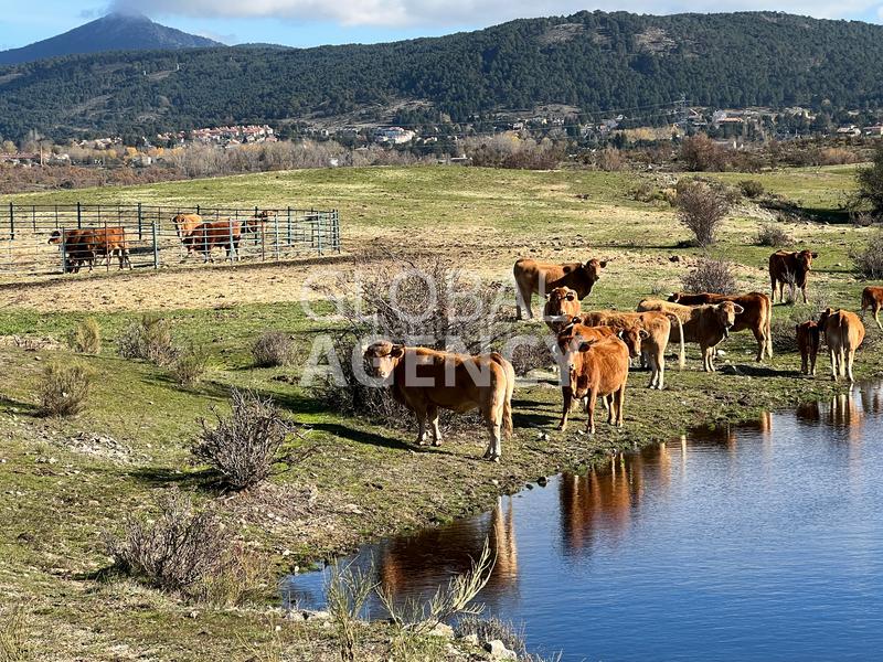 Foto 95a25757-cc9f-4c68-b6de-50ce142fb9e7. Finca rústica a El Espinar Pueblo Espinar (El)