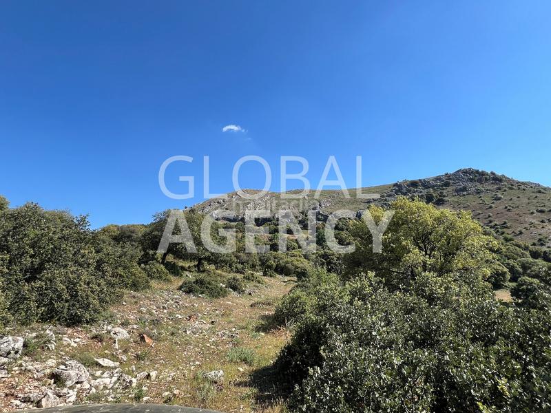 Foto 708a39d3-820a-4106-b39b-8661921f2955. Finca rústica a Belén - San Roque Jaén