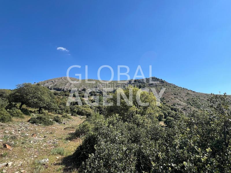 Foto 70cbe8e6-e4ae-49ab-be16-5e354f8d6b35. Finca rústica a Belén - San Roque Jaén