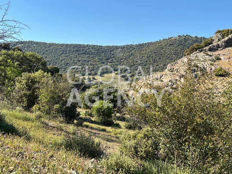 Foto ff43b59d-a137-418b-bbe1-f4f001170639. Finca rústica a Belén - San Roque Jaén