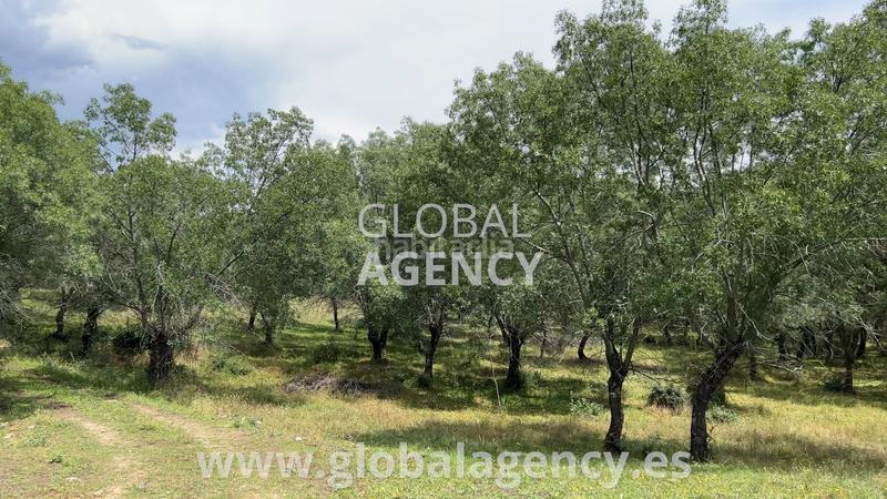 Foto ff1d7f39-d1bb-4b5b-a792-e8e2d5d5c4f4. Propriété dans Soto del Real