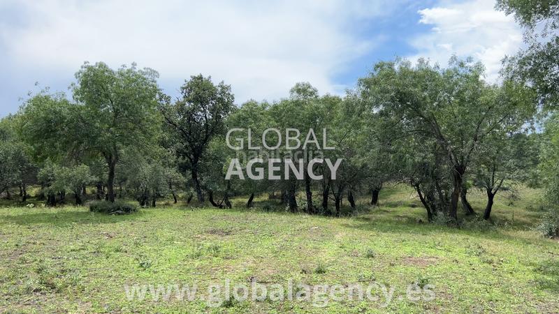 Foto 045f7ea8-0c8a-435e-8b29-1a996e07e8f3. Finca rústica en Soto del Real