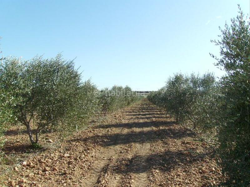 Foto 2e0e442c-5ad7-4c75-88aa-0ef1e898fd6c. Rural plot in Vila-rodona