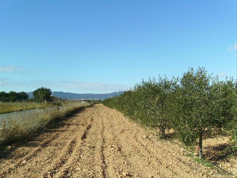 Foto 384e2b7e-56d6-49aa-ac4d-878467559526. Rural plot in Vila-rodona