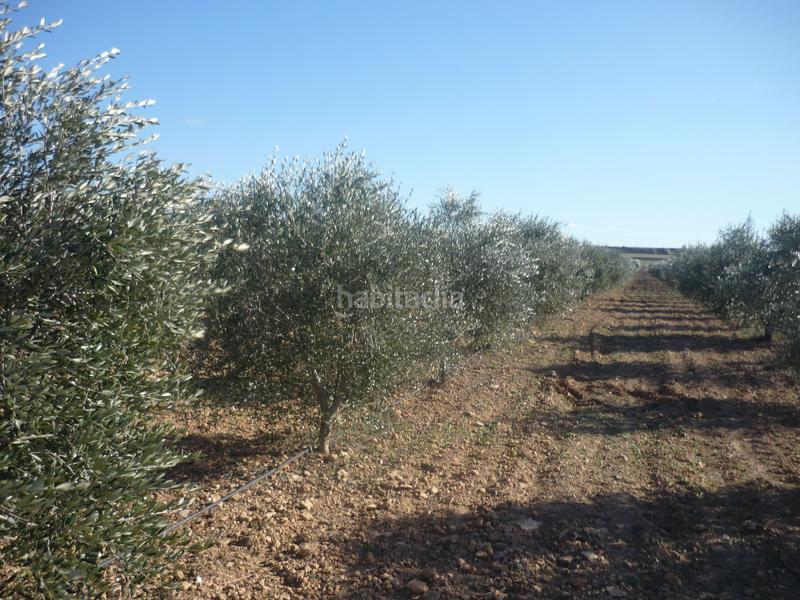 Foto 5719c8ff-d762-4d3b-aa34-3a95db6f8321. Rural plot in Vila-rodona