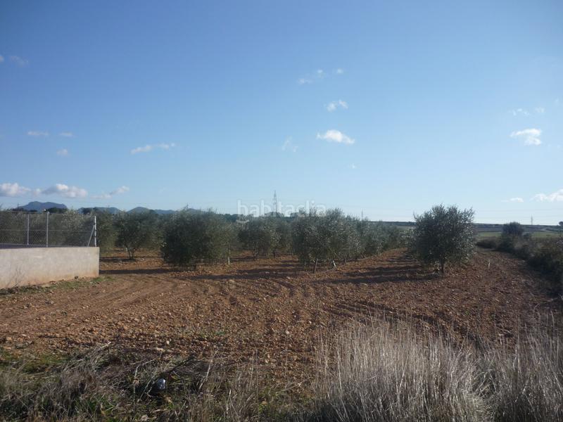 Foto 70b40a0f-fbb1-4056-9276-2bd809a35de8. Rural plot in Vila-rodona