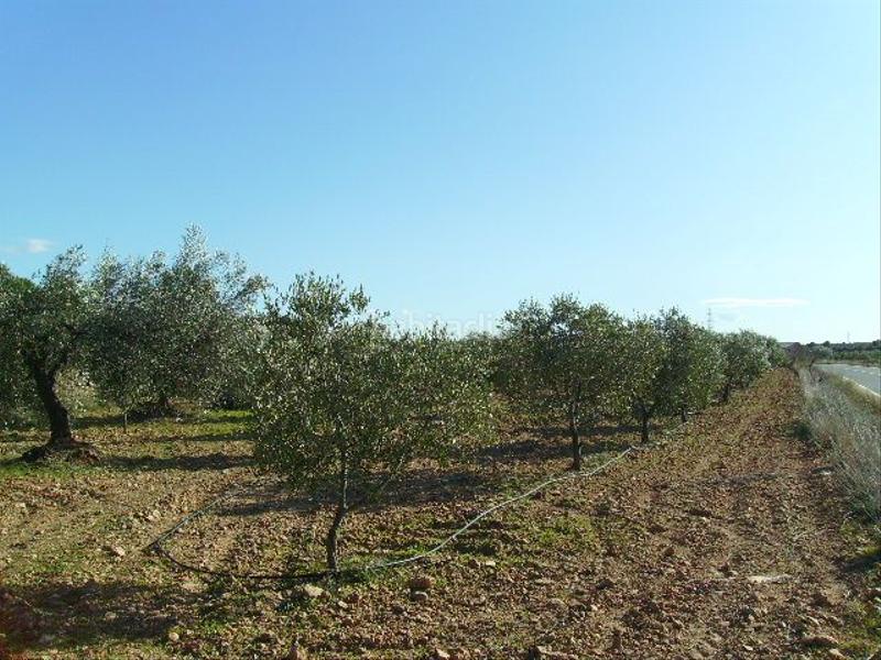 Foto 80bfb34c-9947-4cea-b9b9-4d9b90a072d3. Rural plot in Vila-rodona