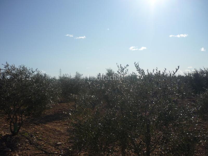 Foto a416a32a-35a6-4a5c-9285-db958ec2708a. Rural plot in Vila-rodona