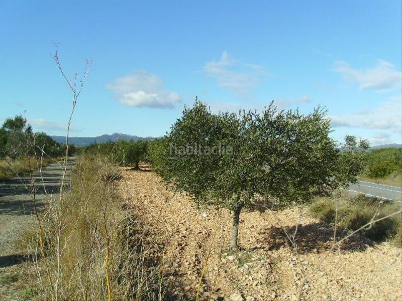 Foto ab85ef41-ae10-40c9-8219-e977cd89fd55. Rural plot in Vila-rodona
